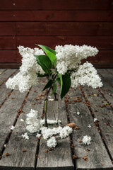 Lilak pospolity (Syringa vulgaris) © Artur