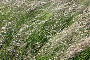 Gras