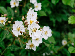 Obraz na płótnie Canvas Close-up of small white flowers on a green garden shrub.