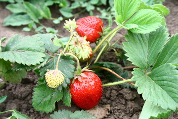 strawberry bushes with red berries in the garden