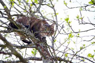 A young grey cat climbs a tree.Horizontally.