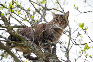 A young grey cat climbs a tree.Horizontally.
