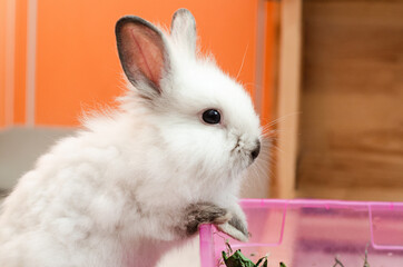 cute white little fluffy domestic rabbit eats dry grass