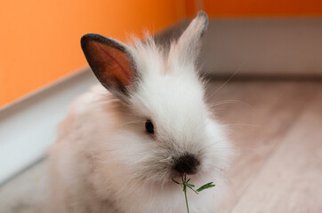 cute white little fluffy domestic rabbit eats dry grass