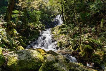 Fototapeta premium Waterfall is in mountain of Fukuoka prefecture, JAPAN