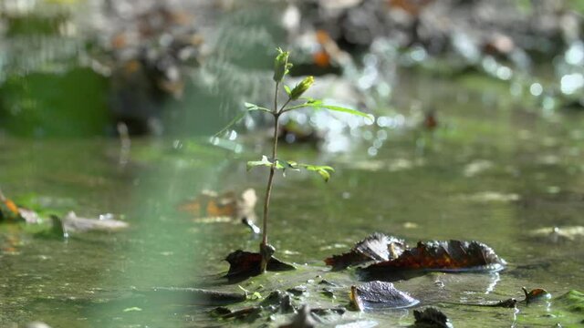 Close-up lockdown shot of plant growing amidst fallen leaves on mud in forest - Steigerwald, Germany