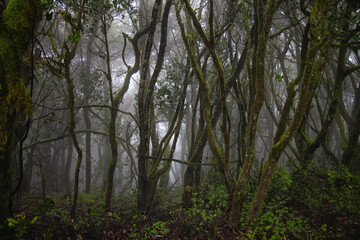 Laurel forest. Humid subtropical forest. Laurisilva of Garajonay. 