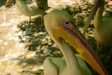 
close up of a pelican head