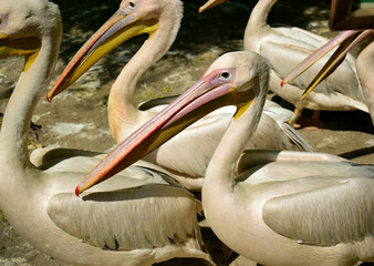 many pelicans close up