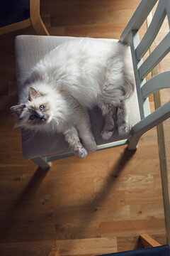 White sacred birman cat laying on chair looking up