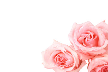 Pink roses isolated on white background. Close-up.