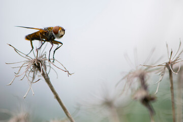 
close-up of a fly sitting on a dry plant