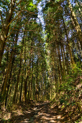Footpath go in through a Cedar’s forest in Fukuoka prefecture, JAPAN.