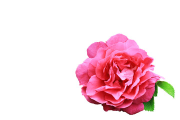 Rose isolated on a white background. Close-up. Top view.