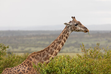 Safari in Kenya. Giraffe in Masai Mara Park