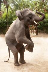 Free baby elephant prancing in Thai jungle