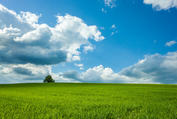 green field and sky
