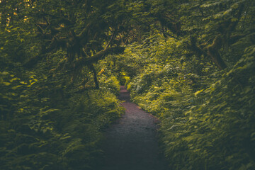 Hiking trail path through lush Pacific Northwest forest landscape