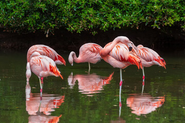 Chilean Flamingo Birds