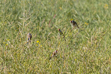 Family of Goldfinches perched in a field of Rapeseed