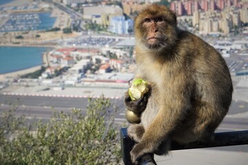 Barbary Macaque eating apple in Gibraltar