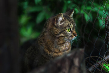 A homeless tabby cat sits behind a fence and looks with bright green eyes. on a dark background. Selective focus