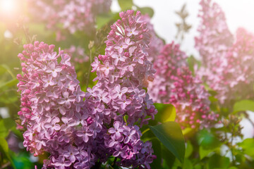 Lilac. Spring flowering lilac. natural spring background.