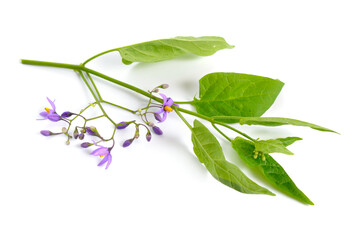 Solanum dulcamara, bittersweet, bittersweet nightshade, bitter nightshade. Isolated.