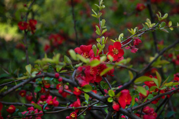Chaenomeles japonica branches with beautiful red flowers