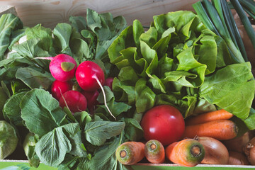 Generous gifts of spring nature - basket full of fresh radish, salad, carrot, zucchini, tomato and onion from the farm in Serbia
