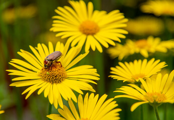 June bug , the cockchafer,is a large yellow Daisy.