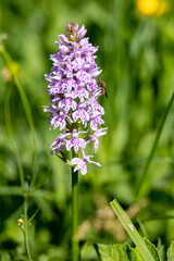 A Common Spotted Orchid, (Dactylorhiza fuchsii) flower spike near Ardingly