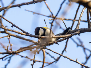 Japanese tit sitting in a bare tree