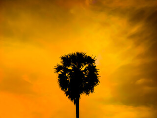 Silhouette of palm tree.