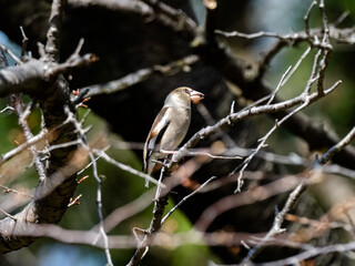 Japanese Hawfinch perched in a forest tree 5