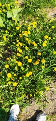 yellow dandelions in the grass