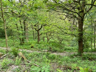 Trees in the forest with wild plants and foliage in, Shibden Valley, Halifax, UK