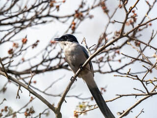 Azure-winged magpie perched in a tree 1