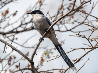 Azure-winged magpie perched in a tree 4