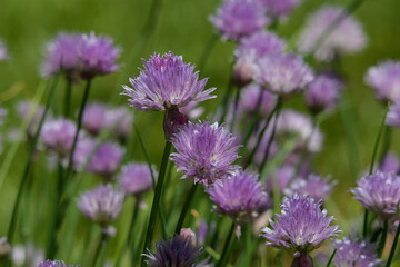 Flowers of the Chive herb. It is a species of flowering plant that produces edible leaves and flowers. Their close relatives include the onion, garlic, shallot, leek, scallion, and Chinese onion.