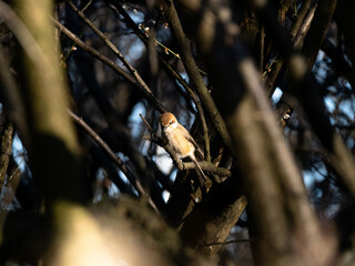 Bull-headed shrike in Japanese orchard 5