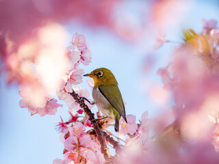 Japanese warbling white eye in cherry blossoms 5