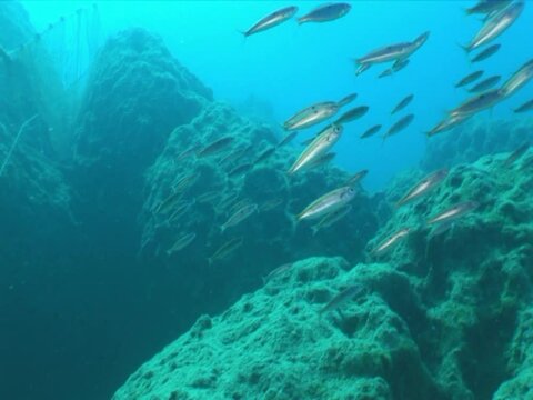 ghost hunting fish net so big underwater fisherman pollution underwater garbage environmental harming oceans