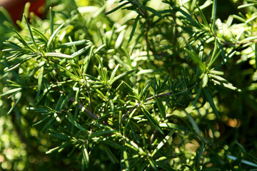 Fototapeta na wymiar Rosemary Organic Herb Growing in Home Garden Close Up