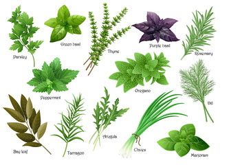 Fresh herbs collection: arugula, dill, parsley, green chives, oregano, green and purple basil, marjoram, thyme, tarrgon, bay leaf, peppermint, rosemary. Vector illustration.