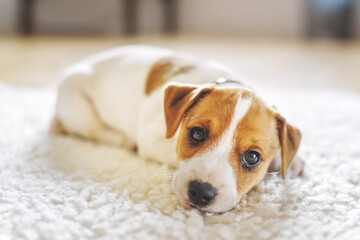 A small white dog puppy breed Jack Russel Terrier with beautiful eyes lays on white carpet. Dogs...