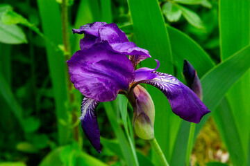 Close-up of a flower of bearded iris on blurred green natural background. Blue iris flowers are growing in a garden