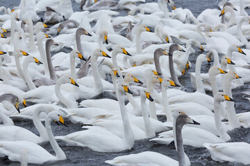 A flock of Whooper swan and ducks wintering on the thermal lake Svetloe (Lebedinoe), Altay, Russia