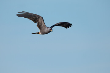 A locally-endangered Snail Kite flying through the clear blue sky at the Joe Overstreet Landing on the shores of Lake Kissimmee south of Orlando, Florida.