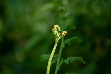 Close-up of fern leaves unfolding, Cambre park, Brussels,  belgium